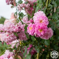 Lavender Lassie -Precisiom Store Lavender Lassie 03