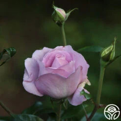 Le Petit Prince 9 Le Petit Prince -Precisiom Store Le Petit Prince 9