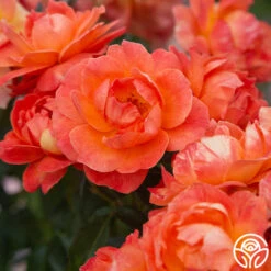 Livin' Easy™ 12 Livin' Easy™ -Precisiom Store Livin Easy 02