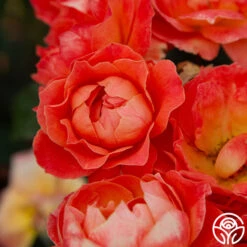 Livin' Easy™ 13 Livin' Easy™ -Precisiom Store Livin Easy 03