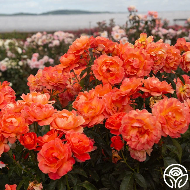 Livin' Easy™ 2 Livin' Easy™ - Image 2