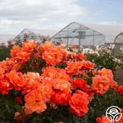 Livin' Easy™ 15 Livin' Easy™ -Precisiom Store Livin Easy 05