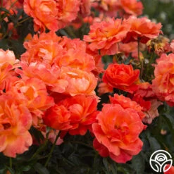 Livin' Easy™ 14 Livin' Easy™ -Precisiom Store Livin Easy 06