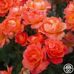 Livin' Easy™ 17 Livin' Easy™ -Precisiom Store Livin Easy 07