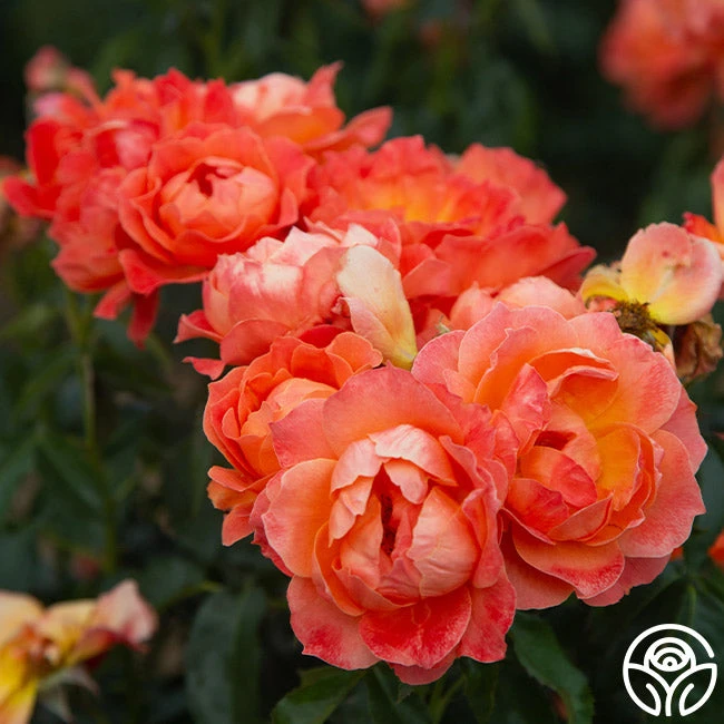 Livin' Easy™ 10 Livin' Easy™ - Image 10