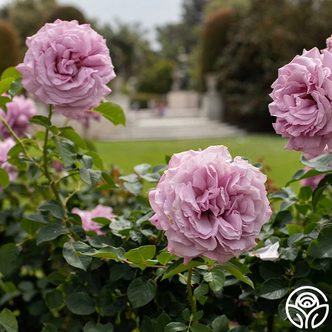 Love Song 10 Love Song - Image 10