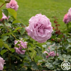 Love Song 16 Love Song -Precisiom Store Love Song 12