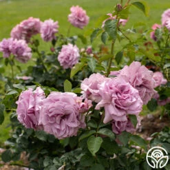 Love Song 15 Love Song -Precisiom Store Love Song 15