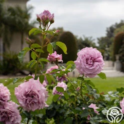 Love Song 12 Love Song -Precisiom Store Love Song 16