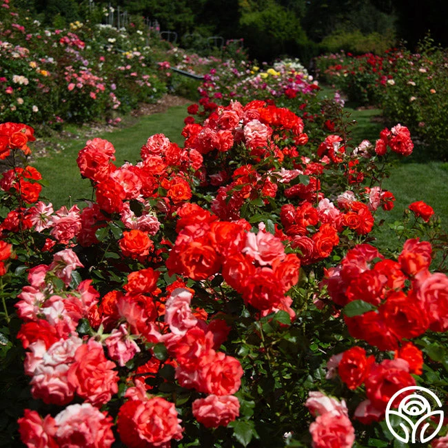 Marmalade Skies™ 2 Marmalade Skies™ - Image 2