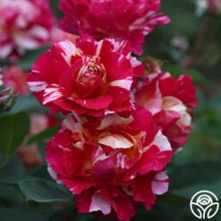 Maurice Utrillo® -Precisiom Store Maurice Utrillo 21