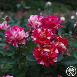 New Release -Precisiom Store Maurice Utrillo 22