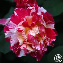 Maurice Utrillo® -Precisiom Store Maurice Utrillo 23