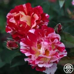 Maurice Utrillo® -Precisiom Store Maurice Utrillo 24