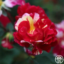 Maurice Utrillo® -Precisiom Store Maurice Utrillo 25