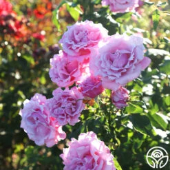 New Release -Precisiom Store Memorial Day 11