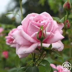 Memorial Day™ -Precisiom Store Memorial Day 13