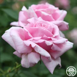 New Release 9 Memorial Day™