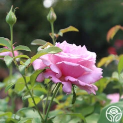 Memorial Day™ -Precisiom Store Memorial day 14