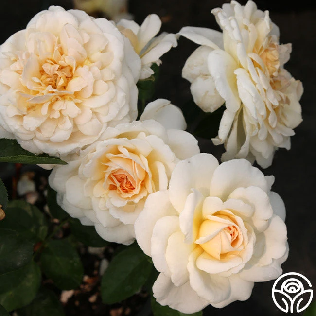 Miss Dior™ 1 Miss Dior™