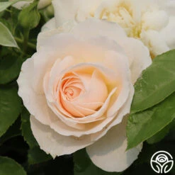 Miss Dior™ 11 Miss Dior™ -Precisiom Store Miss Dior 24