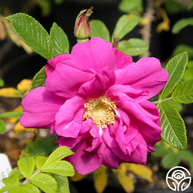 Moje Hammarberg 1 Moje Hammarberg