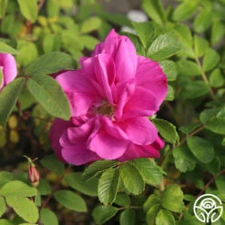 Moje Hammarberg 7 Moje Hammarberg -Precisiom Store Moje Hammarberg 4