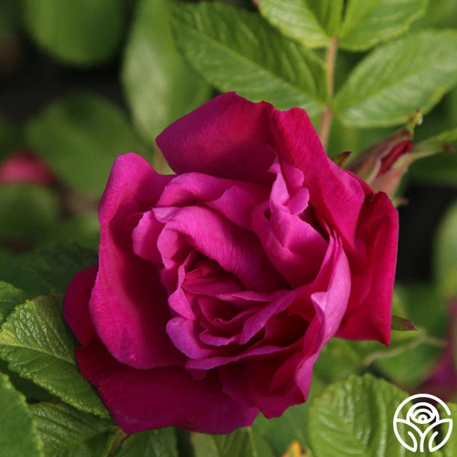 Moje Hammarberg 3 Moje Hammarberg - Image 3