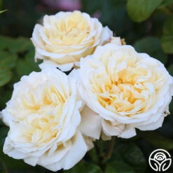 Moonlight Romantica® -Precisiom Store Moonlight Romantica 12