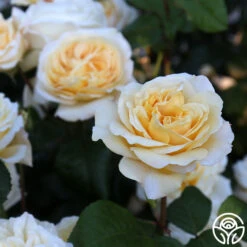 Moonlight Romantica® -Precisiom Store Moonlight Romantica 17