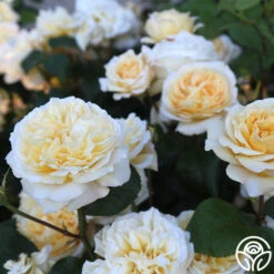 New Release -Precisiom Store Moonlight Romantica 19