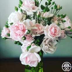 New Dawn™ -Precisiom Store New Dawn 102