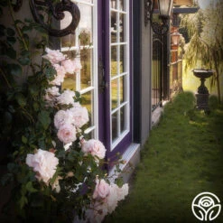 New Dawn™ -Precisiom Store New Dawn 102 a4aea1ab f5ec 482d 9117 d1f76b446269