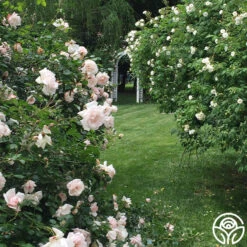 New Dawn™ -Precisiom Store New Dawn 023