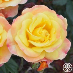 Night Light® -Precisiom Store Night Light 14