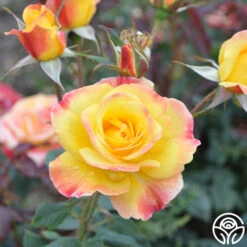 Night Light® -Precisiom Store Night Light 15