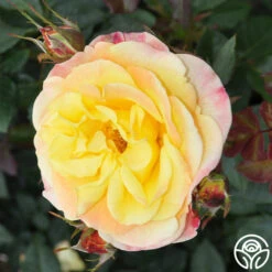 Night Light® -Precisiom Store Night Light 18