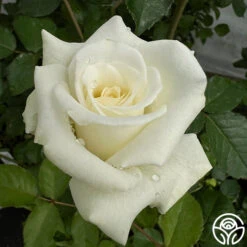 Nona -Precisiom Store Nona 3