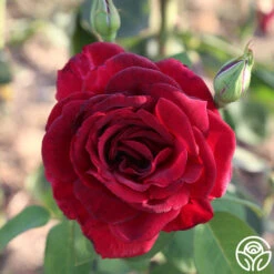 Oklahoma 19 Oklahoma -Precisiom Store Oklahoma 11