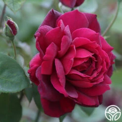 Oklahoma 15 Oklahoma -Precisiom Store Oklahoma 15