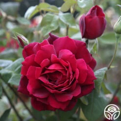 Oklahoma 13 Oklahoma -Precisiom Store Oklahoma 16