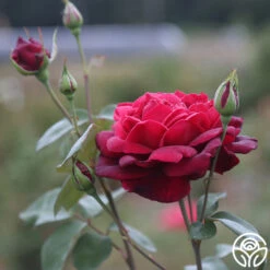 Oklahoma 17 Oklahoma -Precisiom Store Oklahoma 19