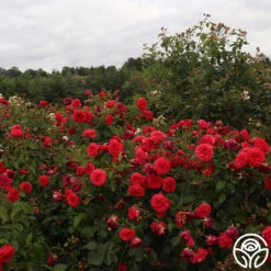 Out Of Rosenheim™ 12 Out Of Rosenheim™ -Precisiom Store Out Of Rosenheim 11