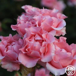 Paris De Yves St. Laurent ™ -Precisiom Store Paris de Yves St. Laurent 14 2811601c 9010 4b18 94fd 485f44c4cec6