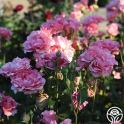 Paris De Yves St. Laurent ™ -Precisiom Store Paris de Yves St. Laurent 22