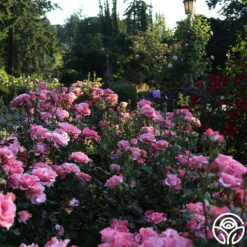 Paris De Yves St. Laurent ™ -Precisiom Store Paris de Yves St. Laurent 25