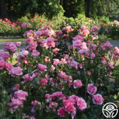 Paris De Yves St. Laurent ™ -Precisiom Store Paris de Yves St. Laurent 2 23ce9b3a 7d05 4b47 87c0 d888b9bc18a0