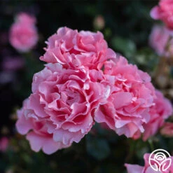 Paris De Yves St. Laurent ™ -Precisiom Store Paris de Yves St. Laurent 44