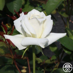 Pascali® -Precisiom Store Pascali 11