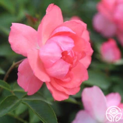 Passionate Kisses® 14 Passionate Kisses® -Precisiom Store Passionate Kisses 02